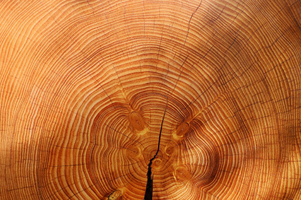Close up of tree rings on a tree