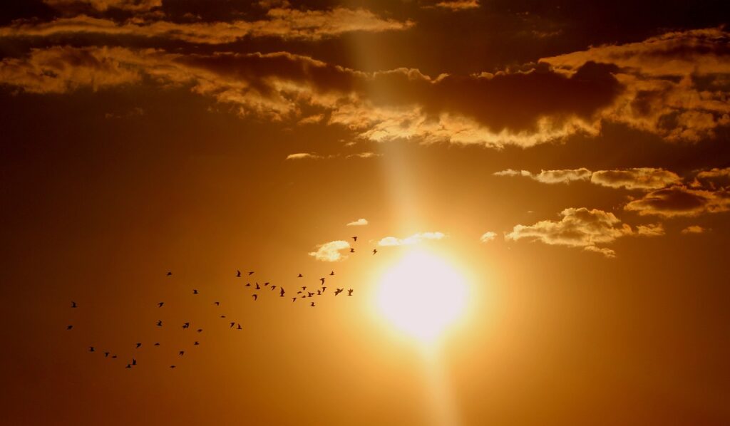 birds flying in front of the sun at sunset