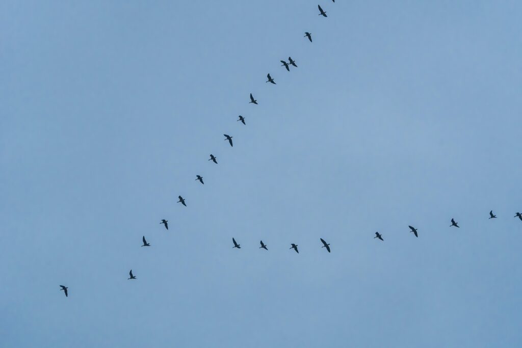 geese flying in a "v" formation