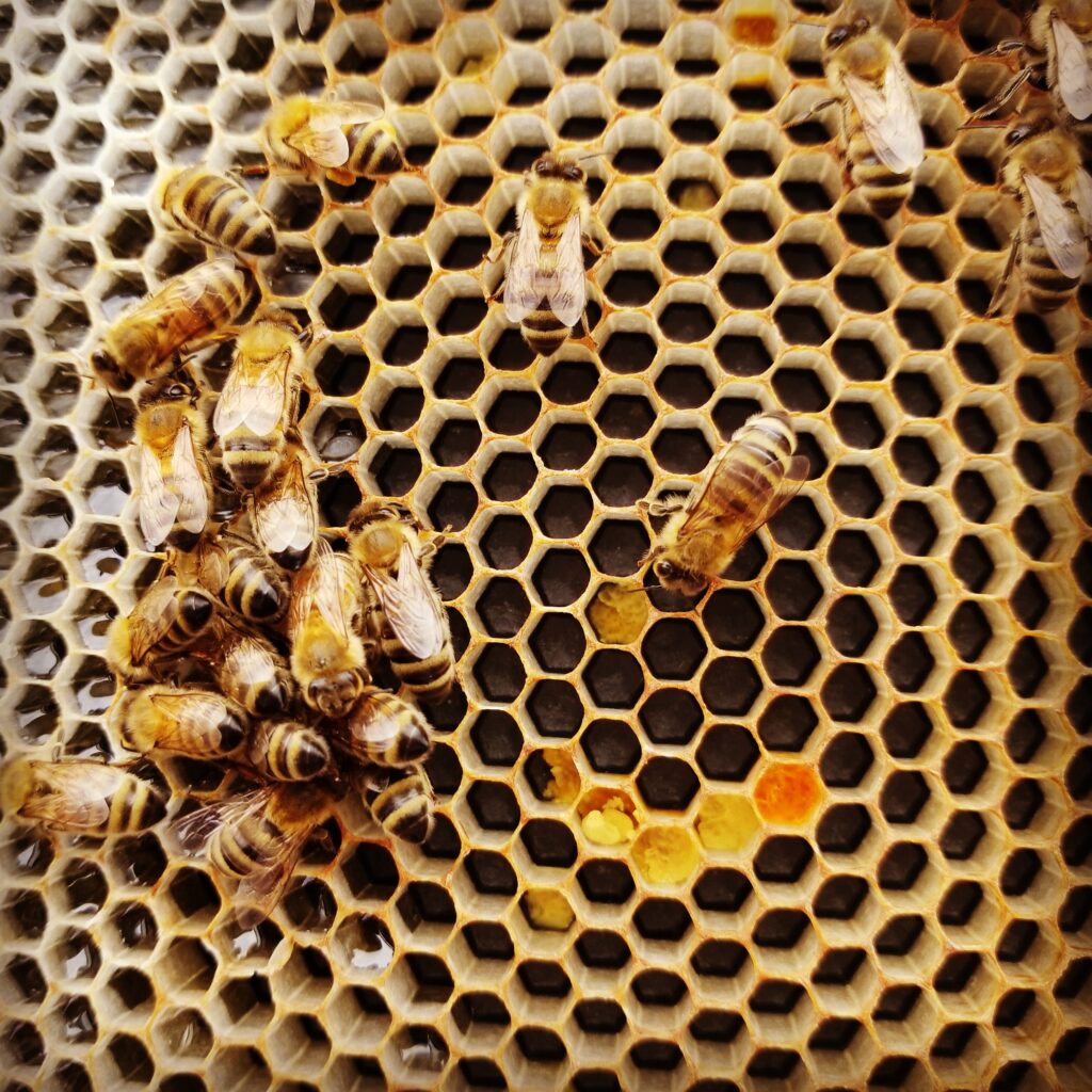 honeybees working in a hive