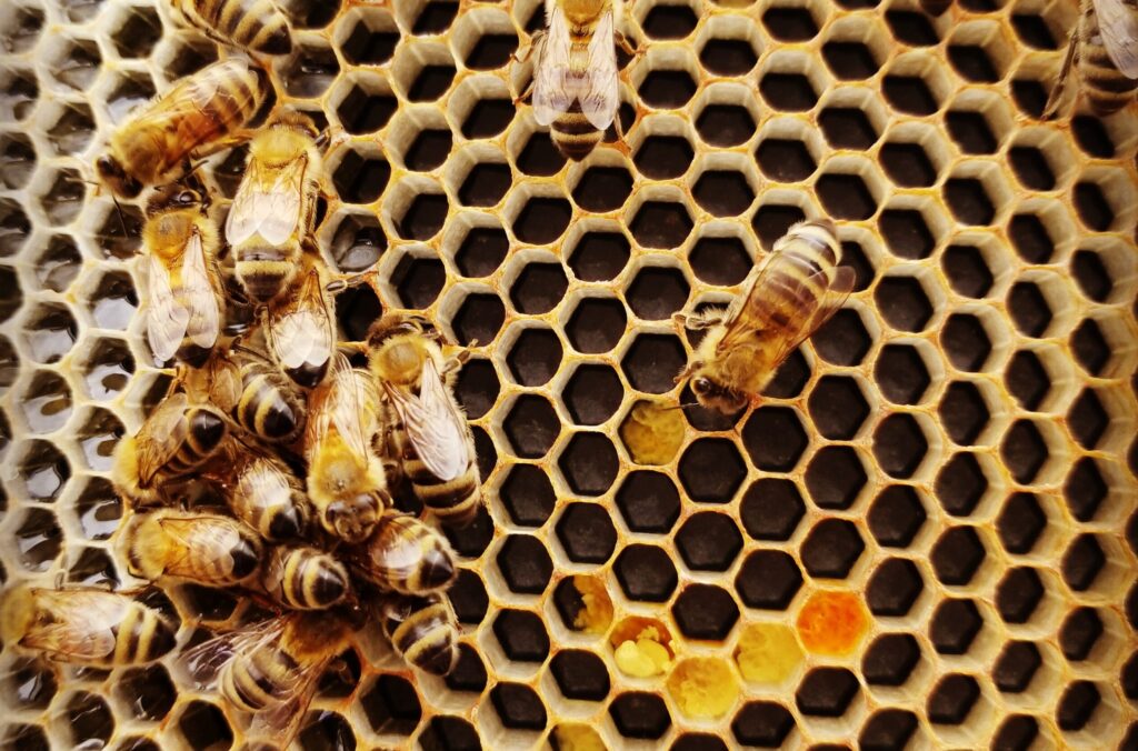 honeybees working in a hive