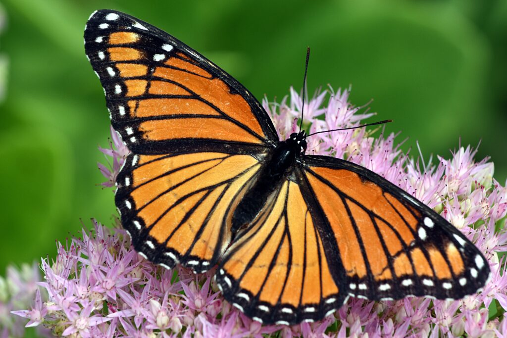 close up of a monarch butterfly on a flower